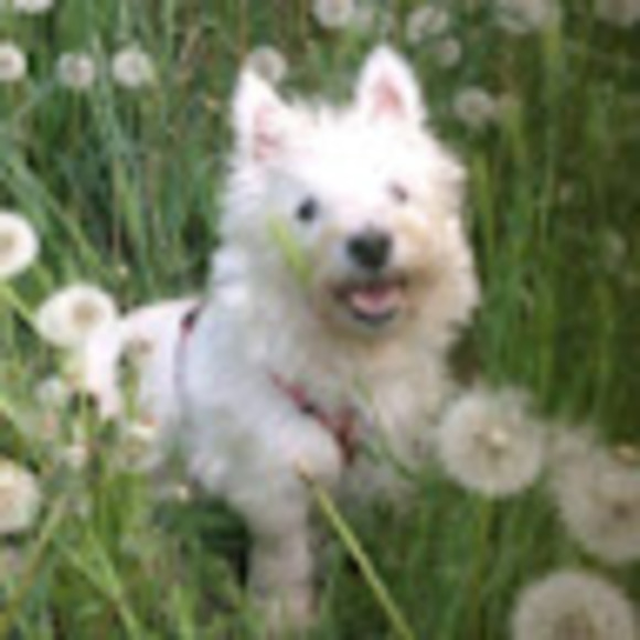 Meet your Posher, Sharea - Picture 1 of 1